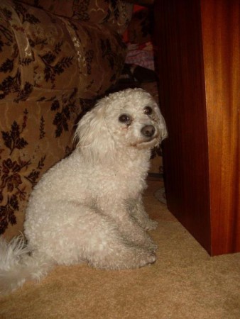 Bichon Bolognese ČR